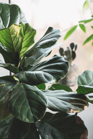 Fiddle Leaf Fig leaves in the light