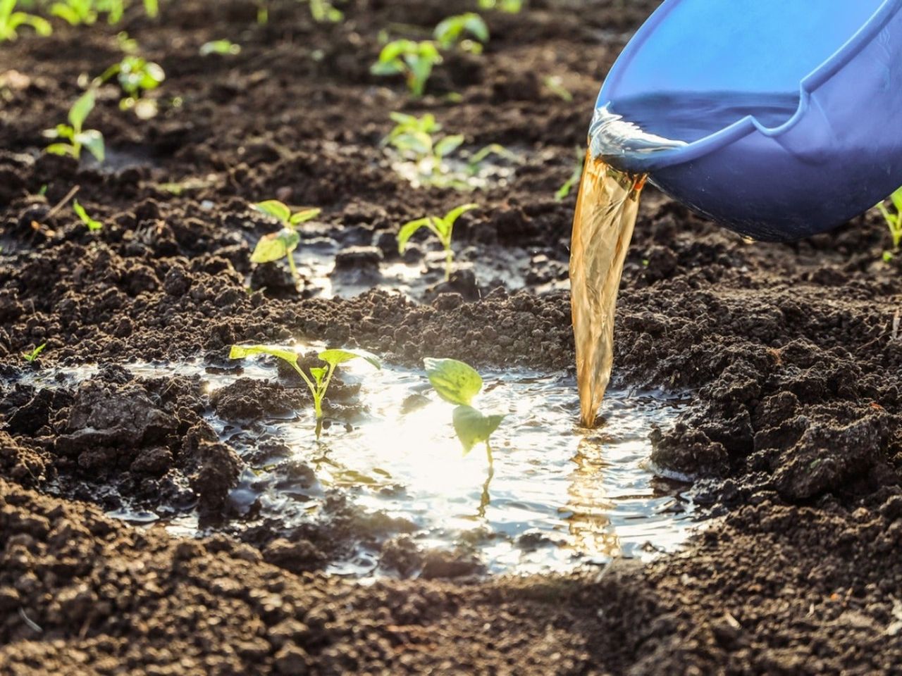 Liquid fertilizer being poured from a bucket onto seedlings