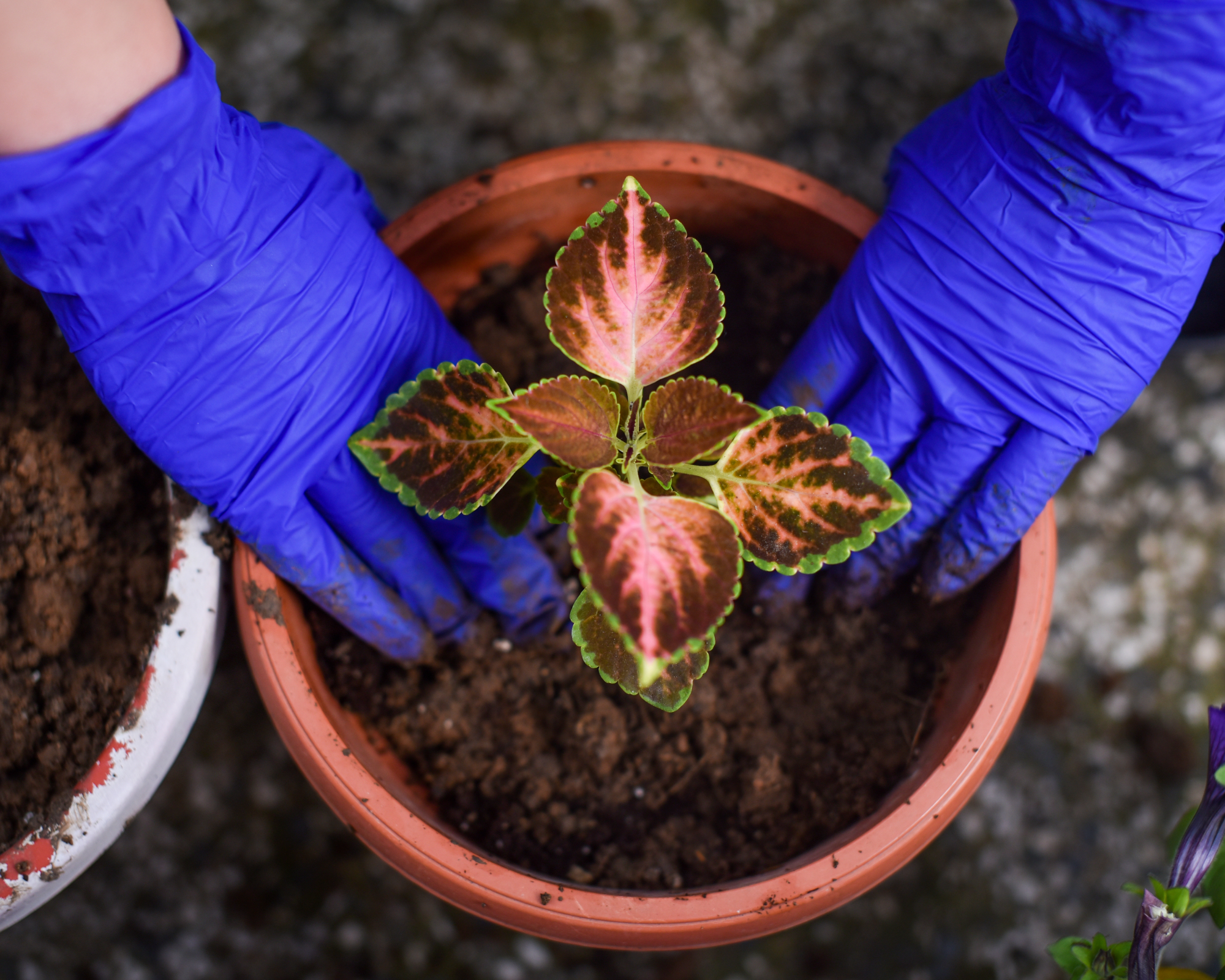 Gardener planting coleus in pot of soil