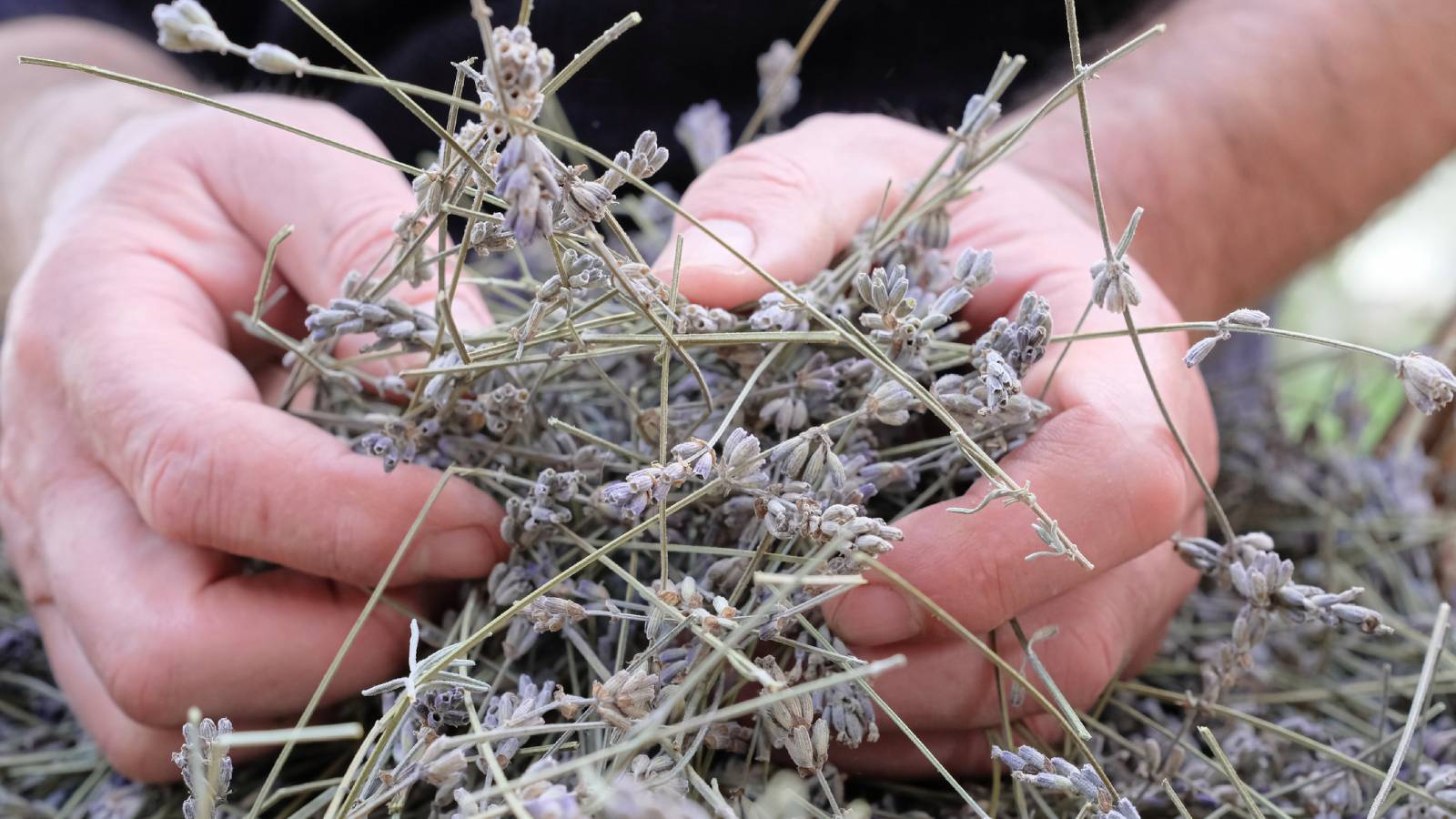 A man&#039;s hands holding dried sprigs of lavender flowers