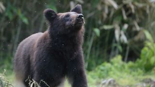 Young brown bear in field