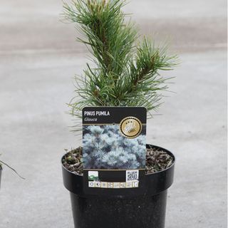 Pinus parviflora 'Glauca'