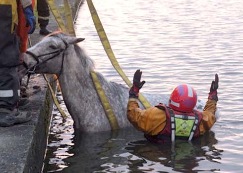 horse rescue
