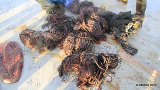 Fishing net, rope and other debris were pulled from the stomach of a dead sperm whale.