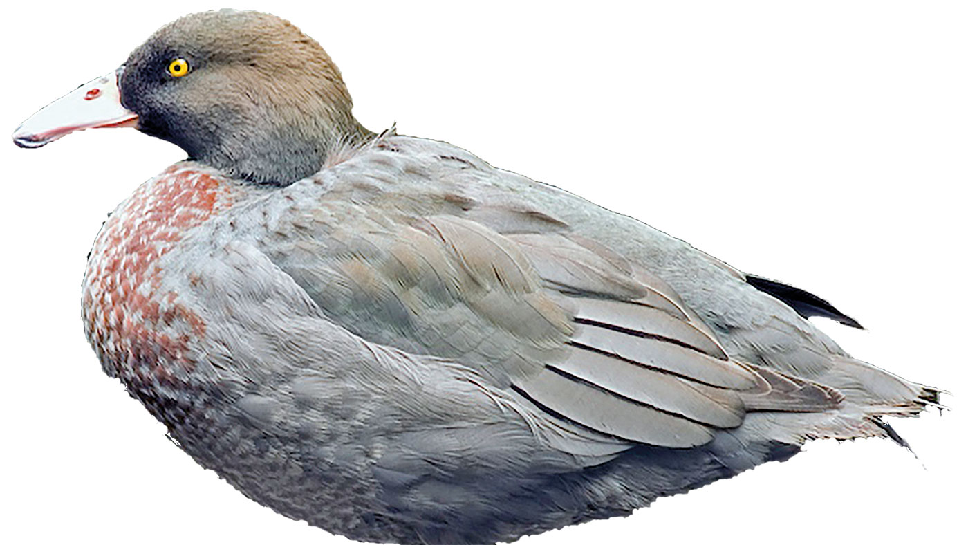 Blue Duck
