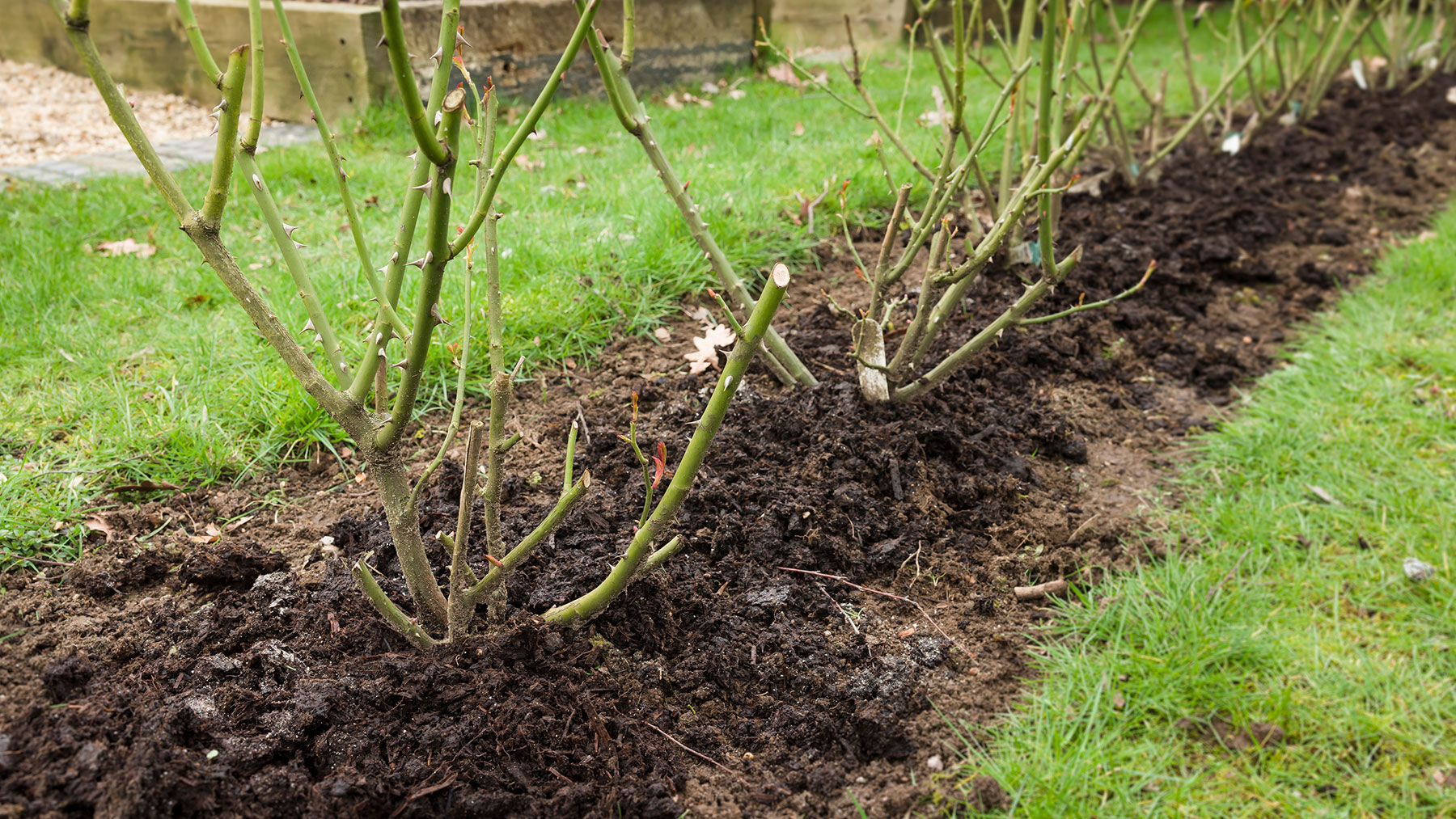 Rose bed of pruned roses that have been mulched with organic compost