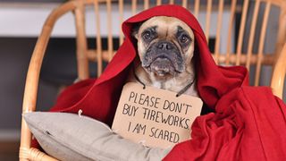 Dog scared of fireworks with placard