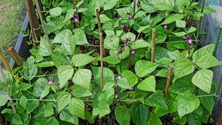 how to grow French beans: French bean variety Purple Queen growing in a sheltered raised bed