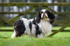 Regal refinement: the distinguished, loyal King Charles spaniel is true canine royalty © Joe Bailey