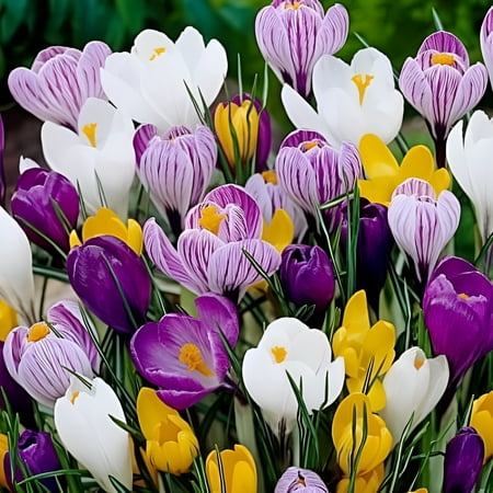 20 Jumbo Crocus Mixture Bulbs- Fall Planting!