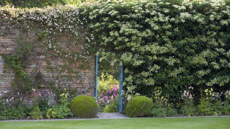 climbing hydrangeas – one of the top plants for north facing walls
