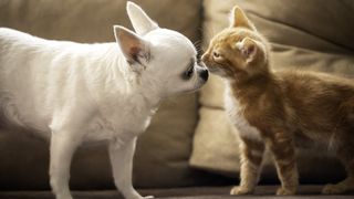 White Chihuahua meeting kitten