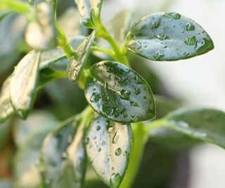 Green leaves on Goldfish plant (Nematanthus gregarius)