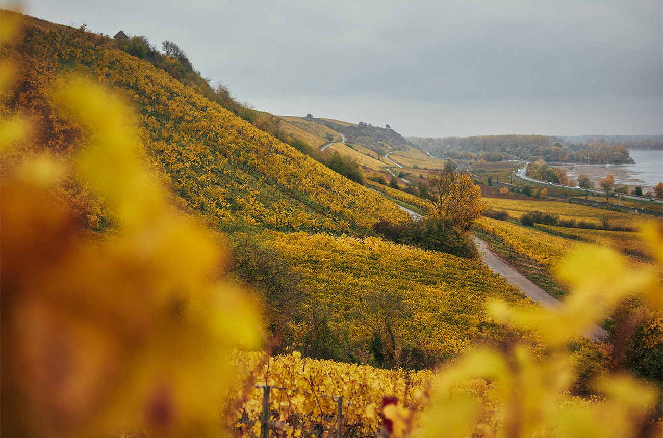 The Roter Hang of Rheinhessen. Credit: VDP by Peter Bender