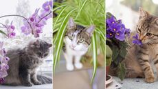 composite image of houseplants that are not toxic to cats – spider plant, orchids, and African violet
