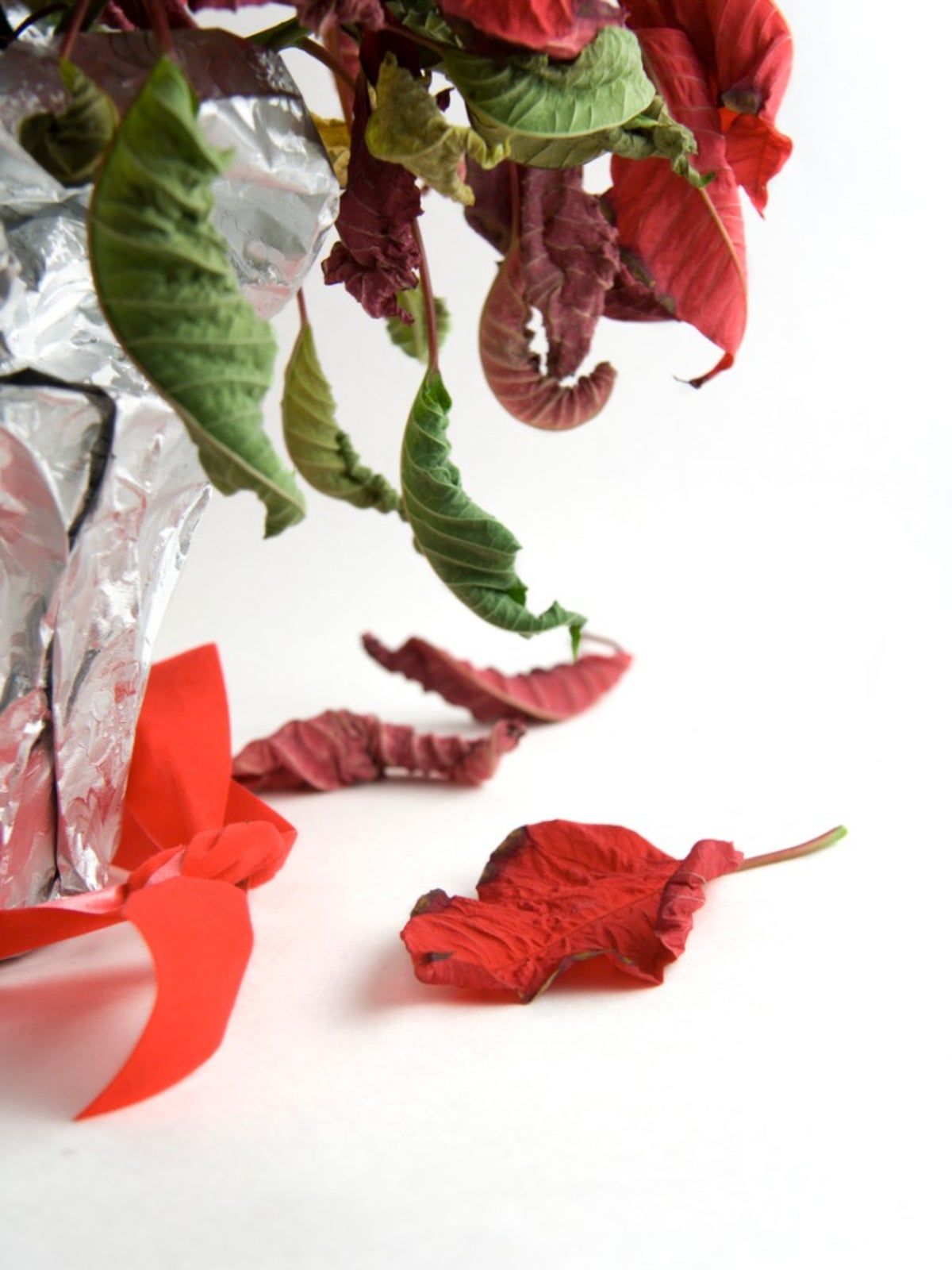 Poinsettia Plant With Shriveled Leaves