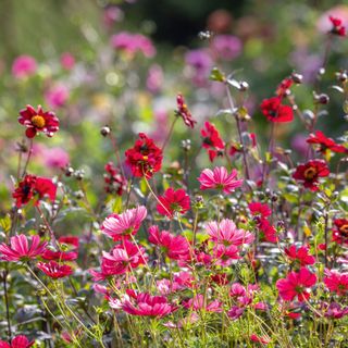 close up of pink cosmos flowers