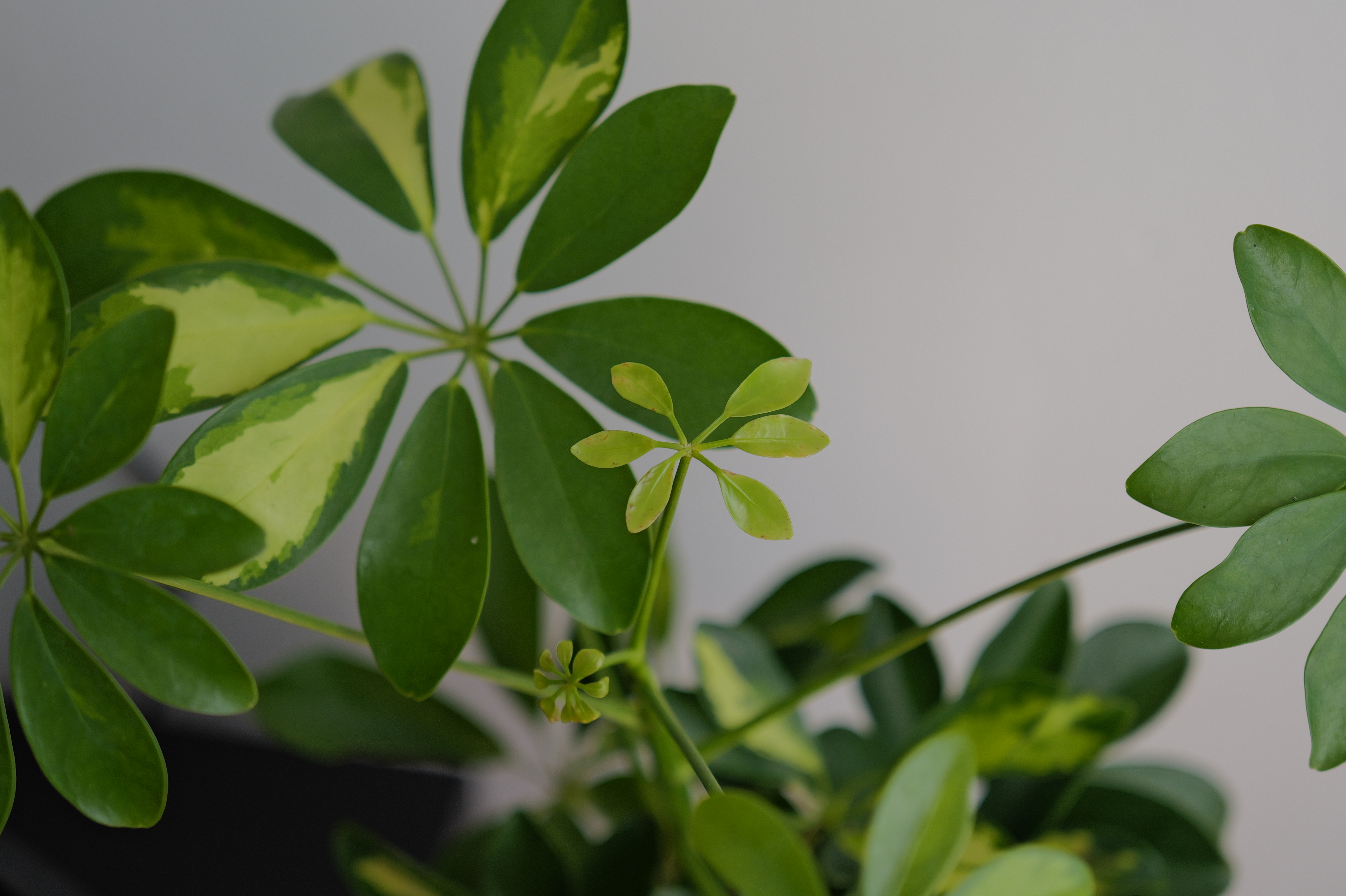 A photo of a plant taken on a Leica Q3 43 camera