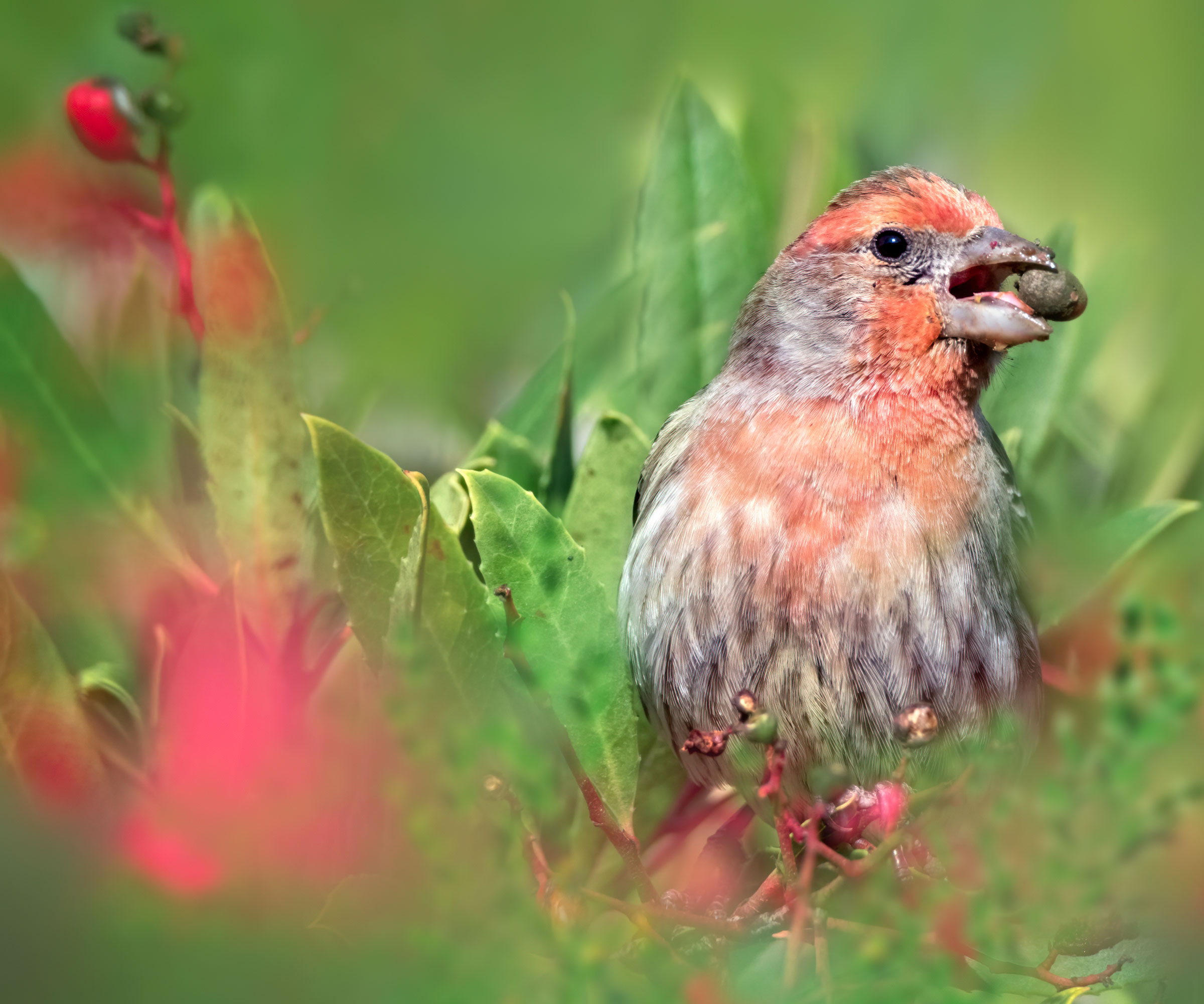 finch in grass eating round object with red flowers