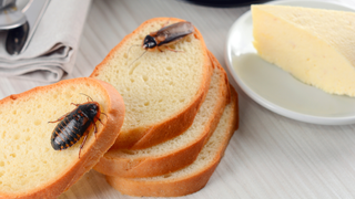 Cockroaches inside eating food