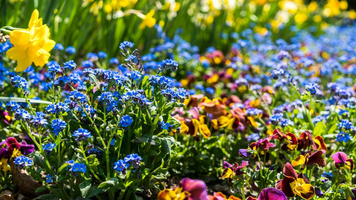 Image of flower bed