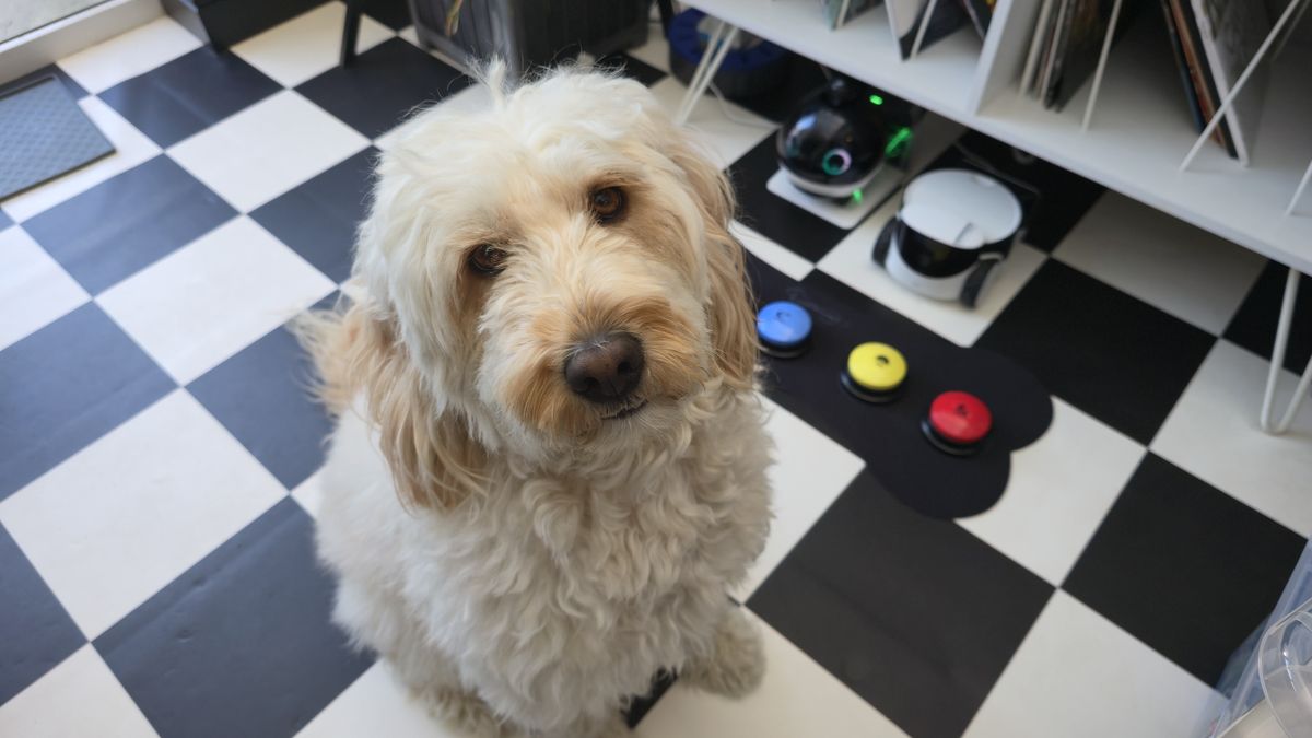 Beth's dog sitting next to the talking pet buttons on the floor
