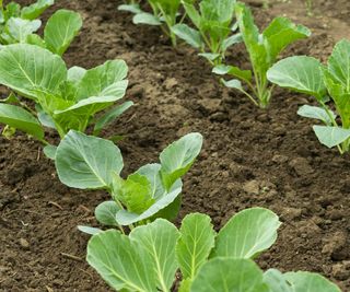 Young cabbage plants planted in a vegetable garden