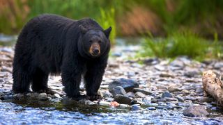 Black bear in shallow water