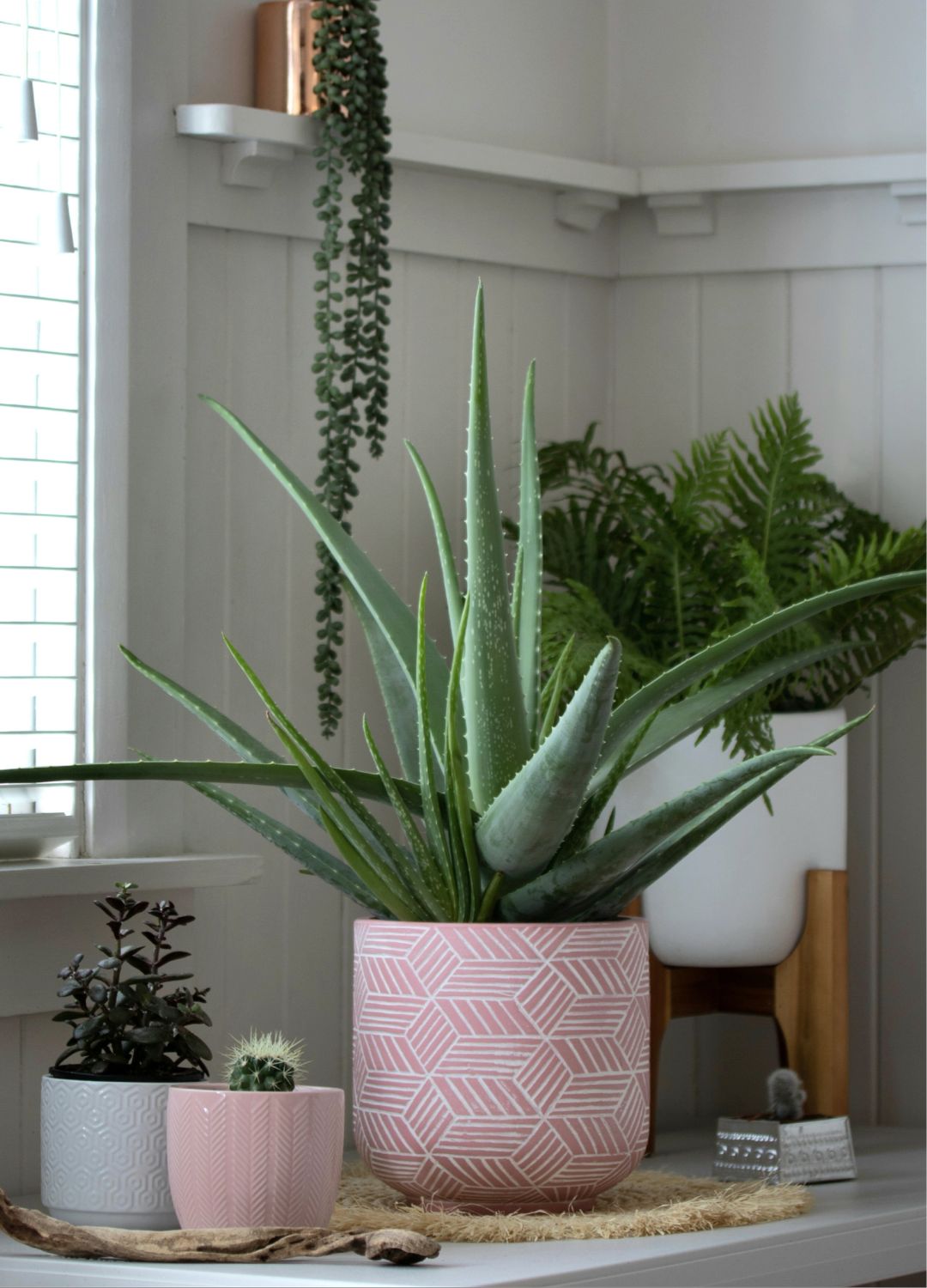 picture of an aloe vera plant on a counter top with other houseplants
