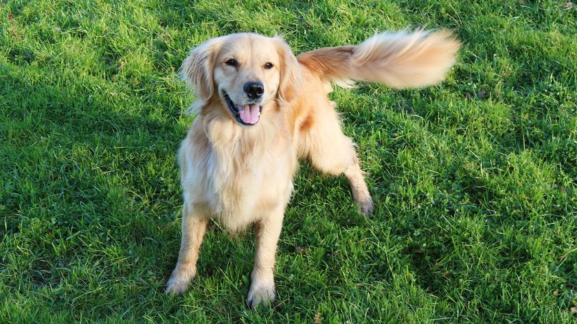 Golden Retriever wagging tail and looking happy