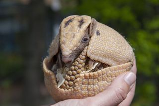 Armadillo Facts | Live Science