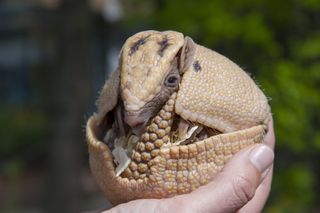 armadillo armadillos banded three rolled facts animal ball animals protection species imgur live roll information only dasypodidae family they