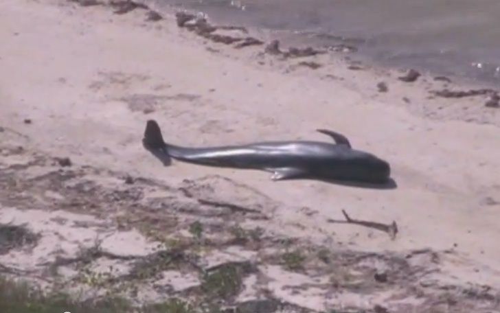 A dead pilot whale in the Everglades National Park on Dec. 4. So far, 10 have died.