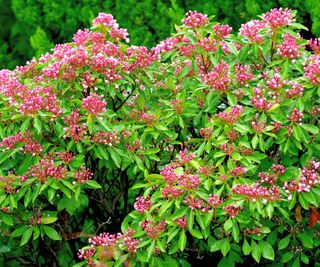 mountain laurel showing burgundy blooms