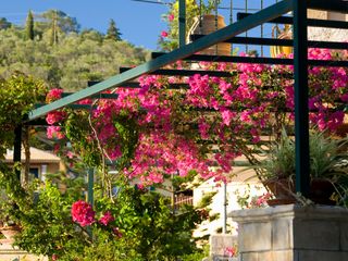 pergola covered with pink bougainvillea