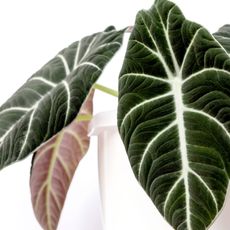 Dark green alocasia with white veins on leaves