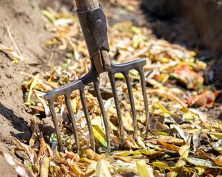 Adding food scraps to compost trench