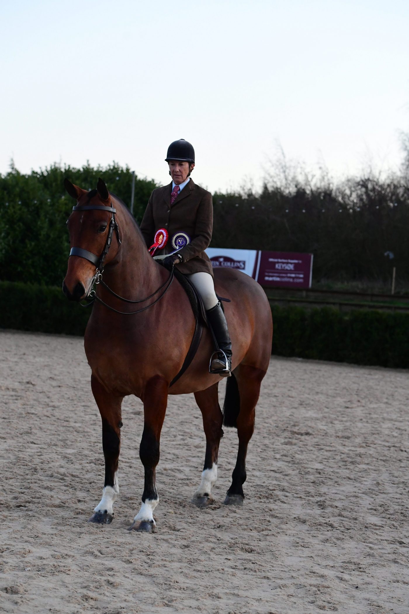 HorseNo155_Showing_PN19_2783_272076371_465343851-e1551356651580.jpg