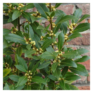 A close-up of a bay laurel plant