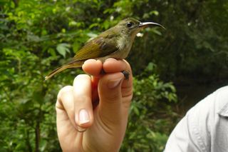 The olive sunbird, one of the nine species on which Central African Biodiversity Alliance researchers are focusing. This bird was caught during field work in Gabon.