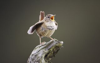 wren