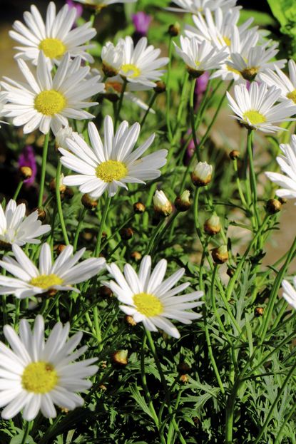 Shasta Daisy Plants