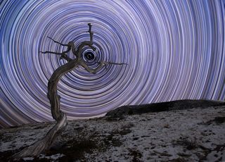 'Holding Due North' shows a weathered juniper tree in Montana's northern Rocky Mountains. Image: Jake Mosher