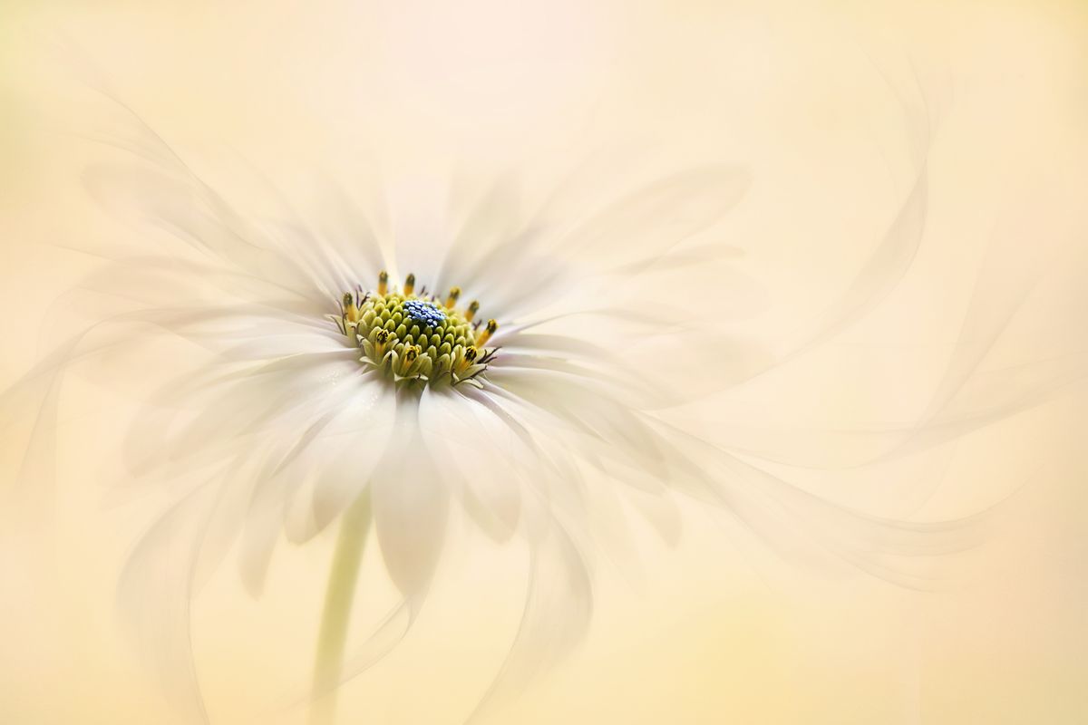 Flower photography at home in the garden macro Nikon