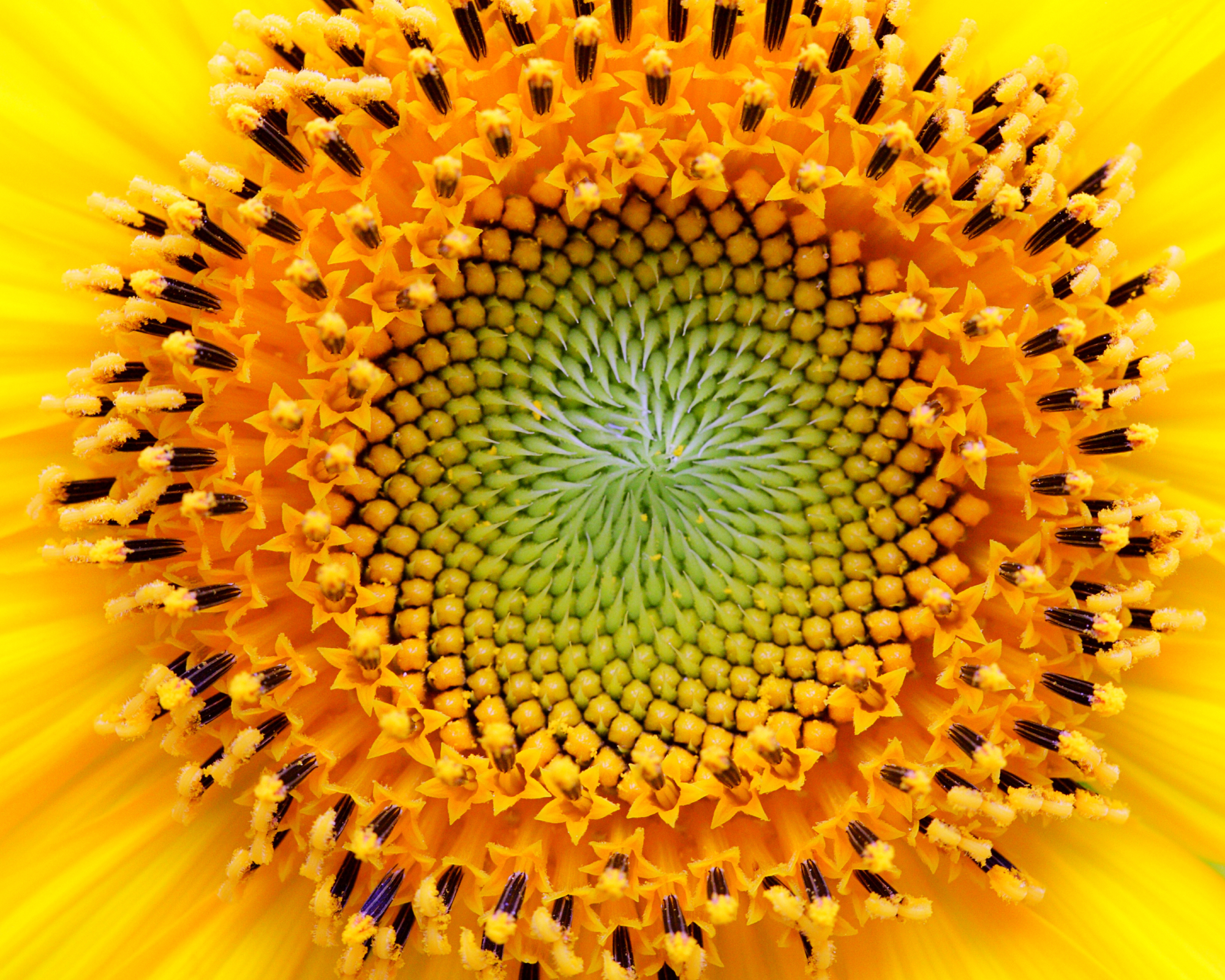 centre of sunflower showing spiral patterns