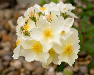 Kew Gardens white rose