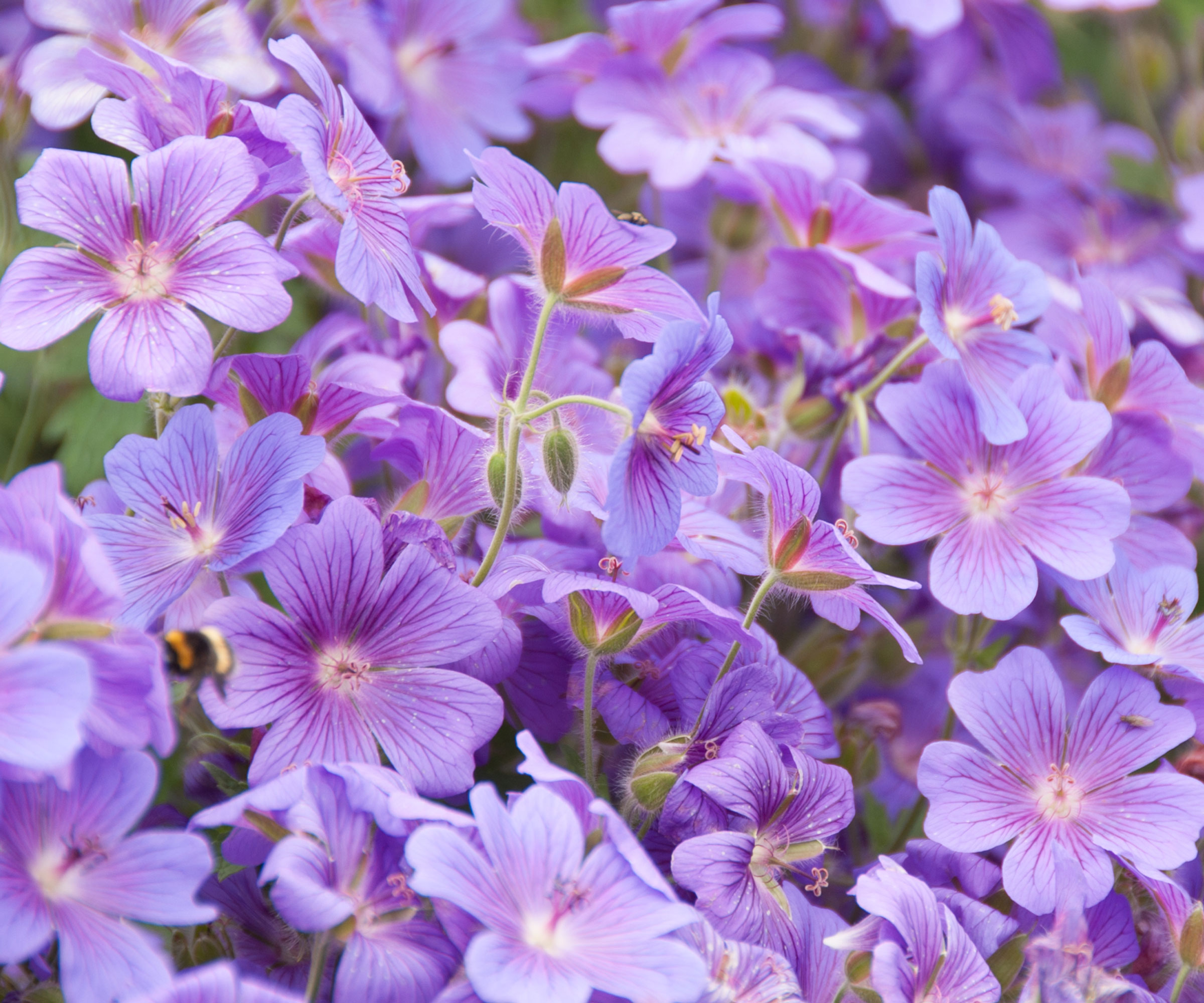 hardy geranium plants with delicate purple flowers