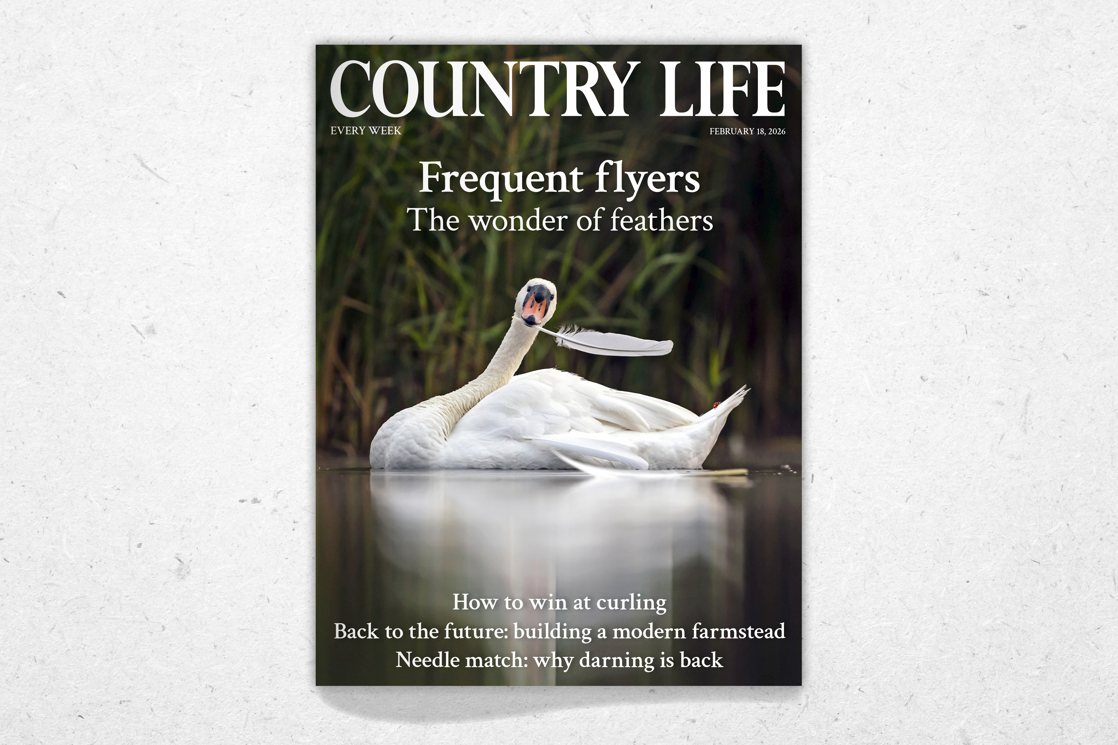 Country Life magazine cover featuring a white swan holding a white feather in its beak