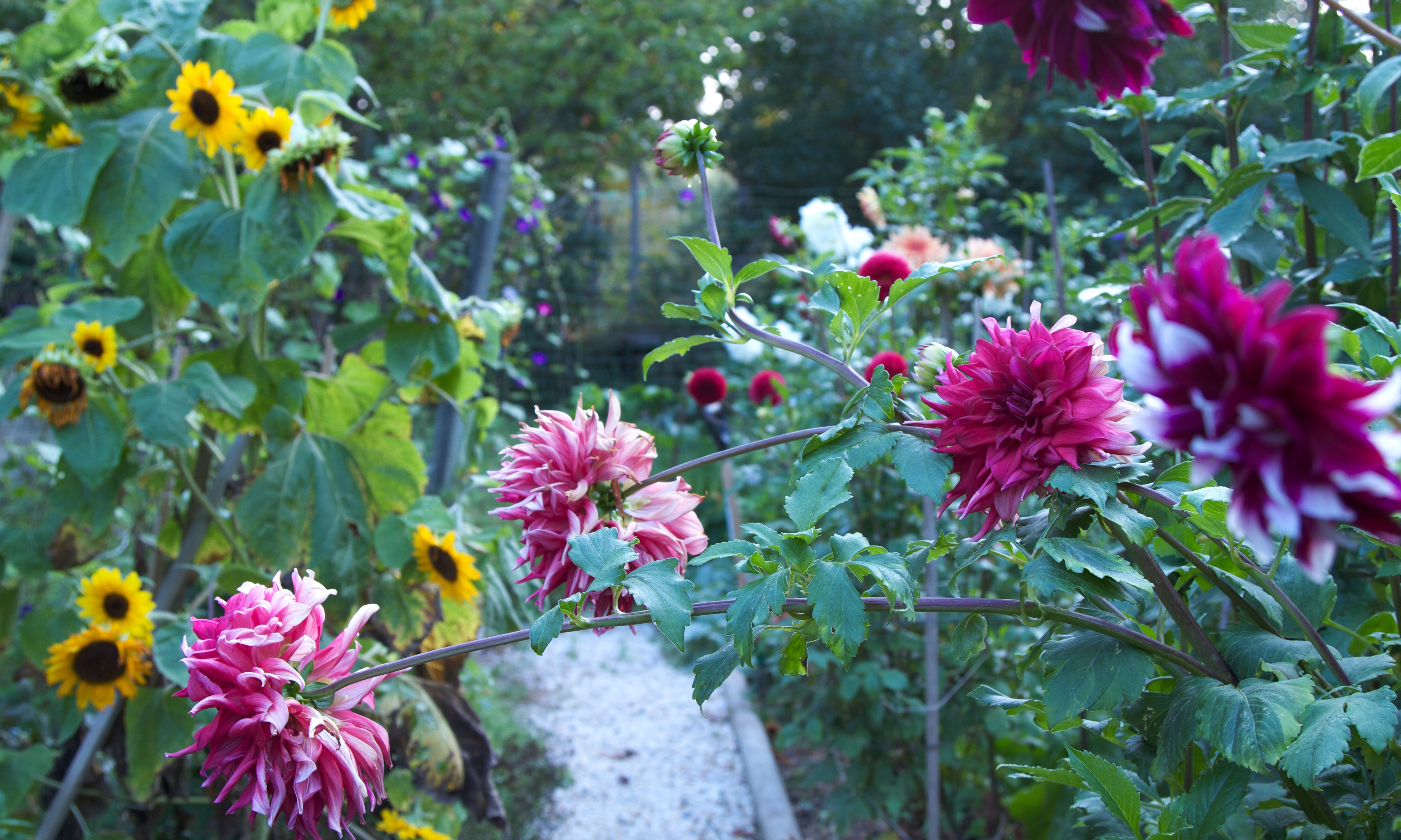 Frances Palmer's flower beds with dahlias and sunflowers