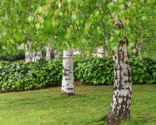 Silver birch trees Betula pendula in garden